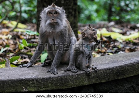 A watchful monkey sits with its baby, who is tasting a leaf, on a forest’s stone ledge.