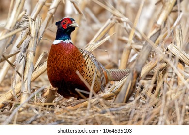 A watchful Ring-necked Pheasant (Phasianus colchicus) hiding in a field of corn stubble.