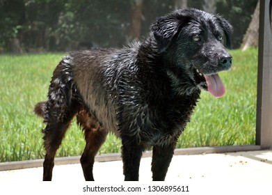 Watchful Wet Black Lab Stands On Side Of Pool.