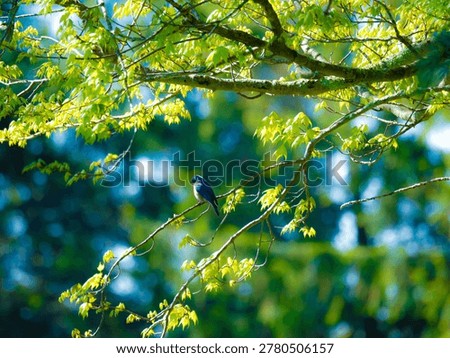 a watchfull eastern bluebird in spring