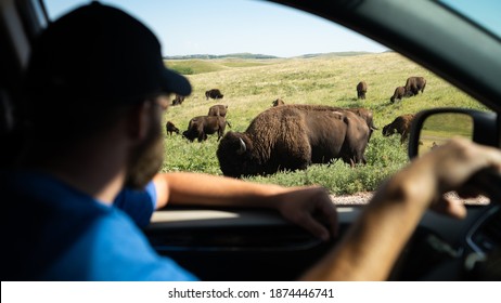 Watching Bison From Car Window