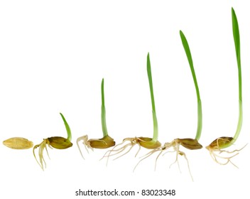 Watching Blade Of Grass Grow, Isolated On White Background