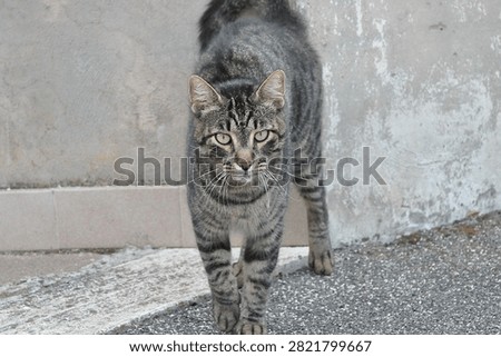 Watching a cat coming forward.