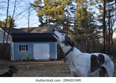 Watching The Dog Toy Fly Overhead