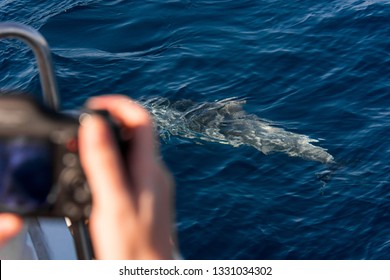 Watching Dolphins In Natural Environment On A Boat Trip.