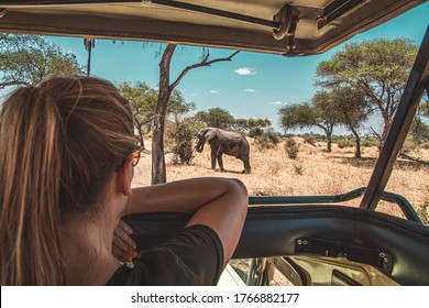 Watching an elephant really close out of a jeep at a safari in Tanzania