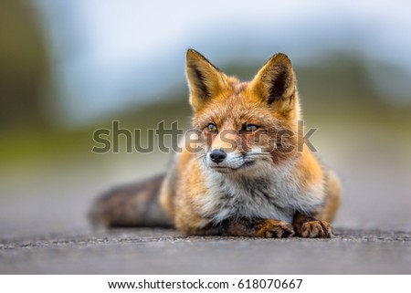Watching European red fox (Vulpes vulpes) while lying on the ground. Red Foxes are adaptable and opportunistic omnivores and are capable of successfully occupying urban areas.