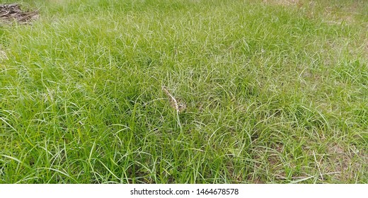 Watching The Grass Grow In Summer