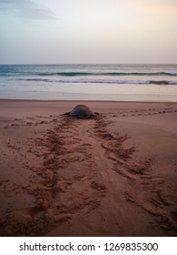 watching a green sea turtle leaving traces while going back to the ocean at dawn after having put its eggs into a sand hole during night, near Ras al Hadd / al Jinz, Oman, Middle East - Shutterstock ID 1269835300