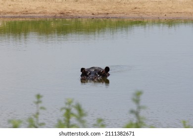 Watching Hippo Underwater In Pool