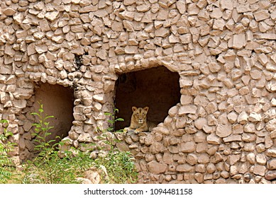 The Watching lion 