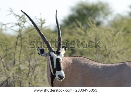 The watching Oryx in Namibia