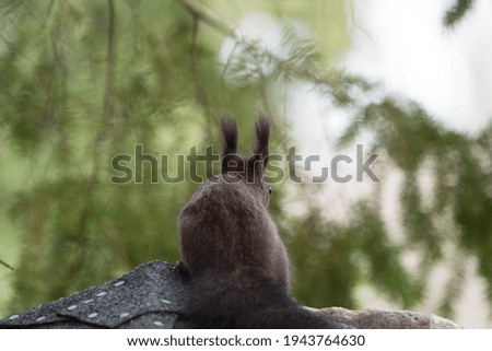 Watching a squirrel while its watching the environment