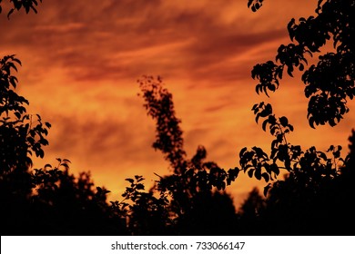 Watching The Sunset Behind The Leaves Instead Of Watching TV From Sofa.