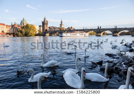 Watching the swans float on the river in Prague, with the cityscape looming in the distance on a clear Autumn afternoon. 