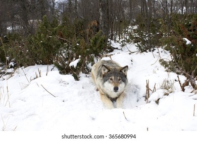 Watching Wolf