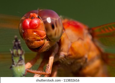 I'm Watching You.  Striking Closeup of Red Skimmer or Firecracker Dragonfly. Libellula saturata. - Powered by Shutterstock