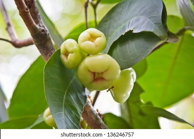 Water Apple, Chomphu, Rose Apple, Malabar Plum On The Tree