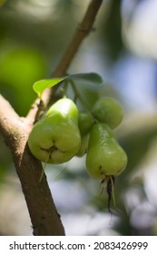 Water Apple, Chomphu, Rose Apple, Malabar Plum On The Tree On The Background Of Plants