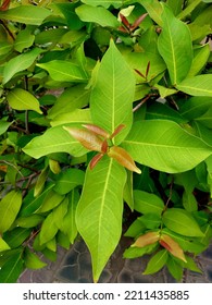 The Water Apple Tree Is A Tropical Fruit Plant Originating From The Southeast Asia Region, Commonly Found In Indonesia.  The Water Apple Tree Has Fruit Shaped Like A Bell At The End There Is A Crown