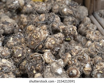 Water Arum Holland Tuber Seed Flower Ready To Plant