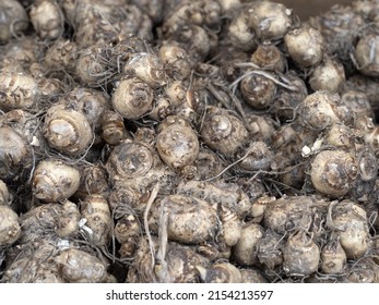 Water Arum Holland Tuber Seed Flower Ready To Plant