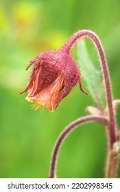 The Water Avens In Blossom