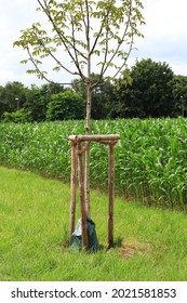 Water bag for thirsty young walnut tree.