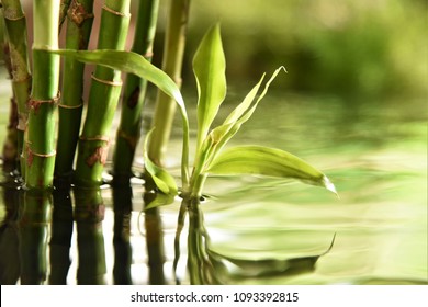 Water Bamboo Growing In Water