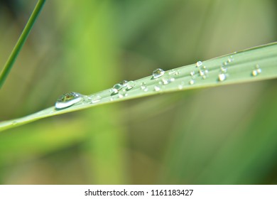 water beads on a green blade of grass illuminated by the sun after rain - Powered by Shutterstock