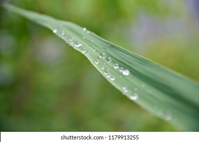 water beads on a green blade of grass illuminated by the sun after rain - Powered by Shutterstock