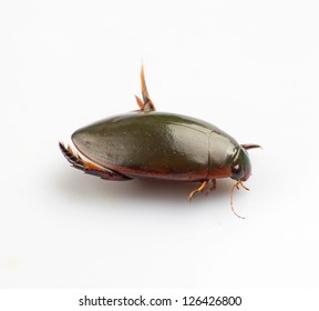 Water Beetle Isolated On A White Background