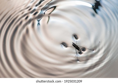 Water Beetle On The Surface Of The Pond Close-up With Copy Space