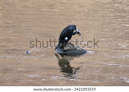 Water bird, cormorant, stand on the stone