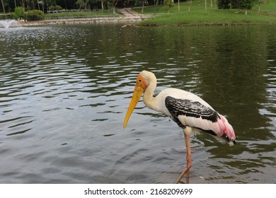 A water bird known as Painted Stork wading beside a lake searching for food.