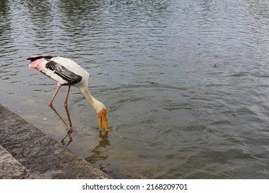 A water bird known as Painted Stork wading beside a lake searching for food.