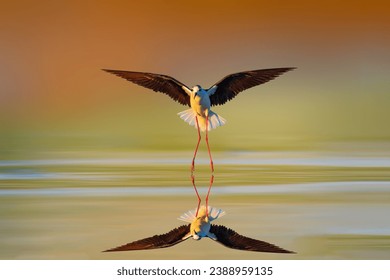 A water bird landing on water. Colorful nature background. Bird: Black winged Stilt. Himantopus himantopus.