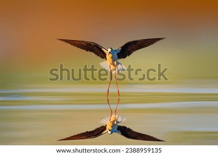 A water bird landing on water. Colorful nature background. Bird: Black winged Stilt. Himantopus himantopus.