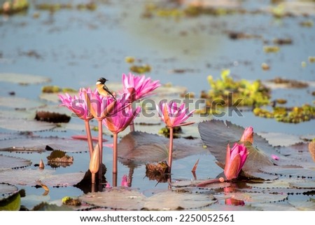 Water bird in large lake at the central of Thailand, Nakhonsawan province