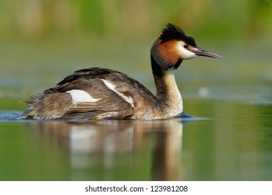 Water Bird On The Lake (podiceps Cristatus)