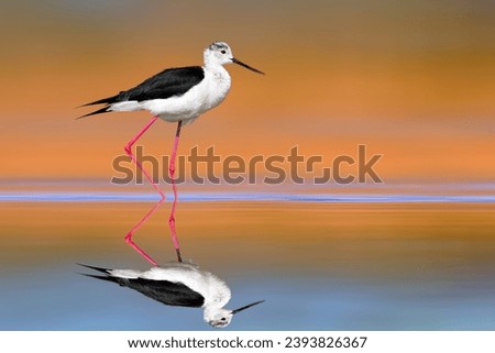 Similar – Image, Stock Photo bird Beautiful Ocean