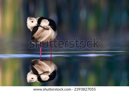 Similar – Great crested grebe displaying mating feathers on water