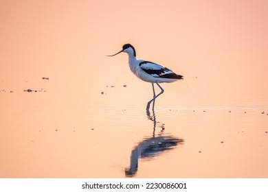 Water bird pied avocet, Recurvirostra avosetta, standing in the water in pink sunset light. The pied avocet is a large black and white wader with long, upturned beak and long, bluish legs