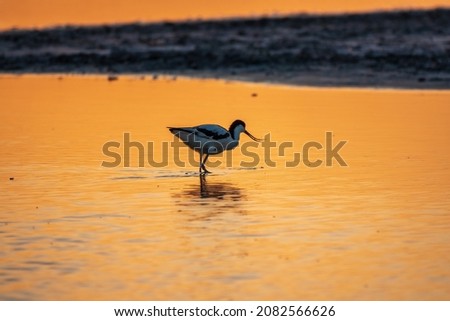 Water bird pied avocet, Recurvirostra avosetta, standing in the water in orange sunset light. The pied avocet is a large black and white wader with long, upturned beak and long, bluish legs