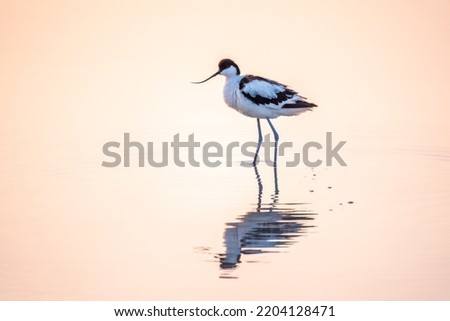 Water bird pied avocet, Recurvirostra avosetta, standing in the water in pink sunset light. The pied avocet is a large black and white wader with long, upturned beak and long, bluish legs