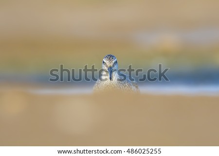 Image, Stock Photo You or me! Water Animal