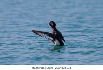 water bird in water, Tufted Duck, Aythya fuligula - Shutterstock ID 2264836103