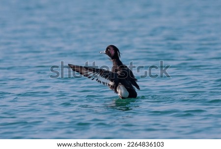 water bird in water, Tufted Duck, Aythya fuligula