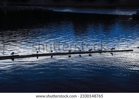 Water birds lining on a river log in the twilight light forming a strong constrast - copy space