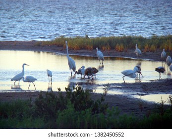 Water Birds In The Morning At Laguna Madre, South Texas